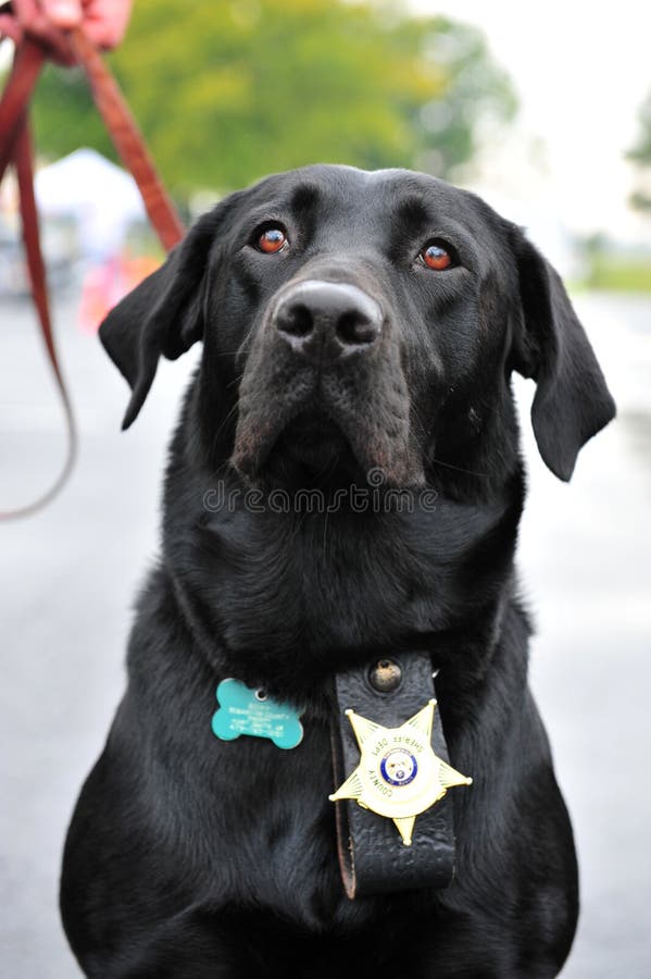 Retrato canino policía oficial agotador insignia.