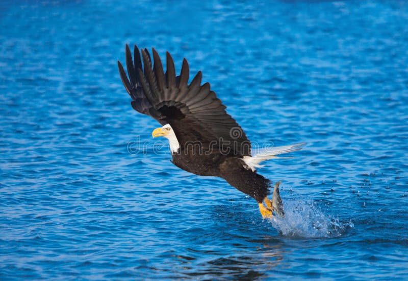 Kaal Eagle Catching Fish, Alaska stock fotografie Kaal Eagle Catching Fish, Alaska stock fotografie