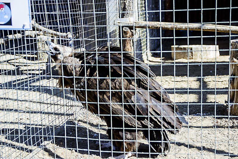 Kaal Eagle die rond een dierentuin bekijken royalty-vrije stock fotografie Kaal Eagle die rond een dierentuin bekijken royalty-vrije stock fotografie