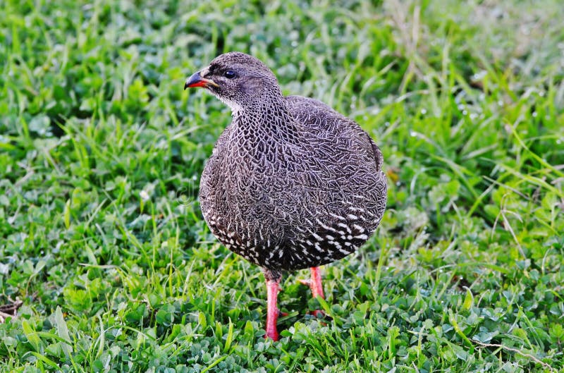 Kaap Spurfowl royalty-vrije stock afbeelding Kaap Spurfowl royalty-vrije stock afbeelding