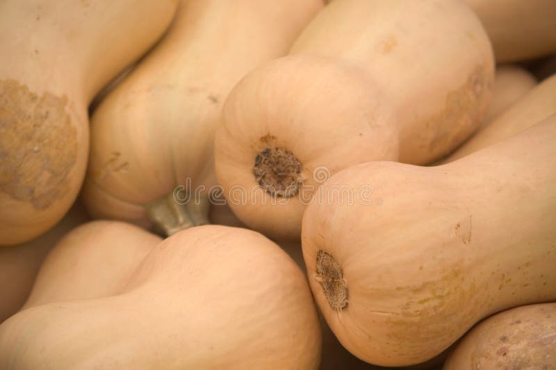 Kabaczek butternut obraz royalty free