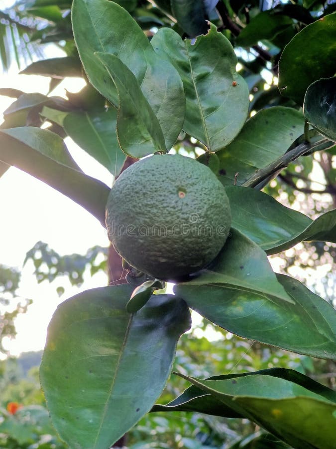 Kabosu Fruit Stock Photos Free & RoyaltyFree Stock Photos from