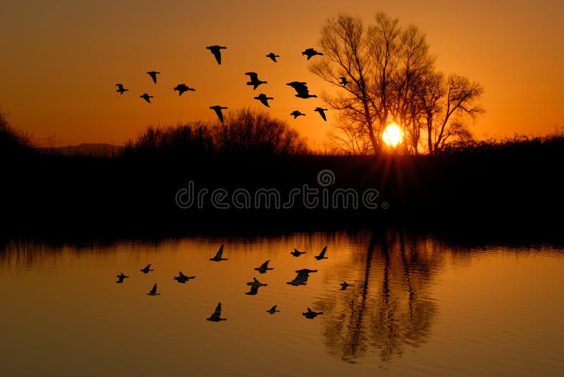 Reflection of Winter Evening Duck Flying over Wildlife Pond, San Jaoquin Delta, California Flyway. Reflection of Winter Evening Duck Flying over Wildlife Pond, San Jaoquin Delta, California Flyway