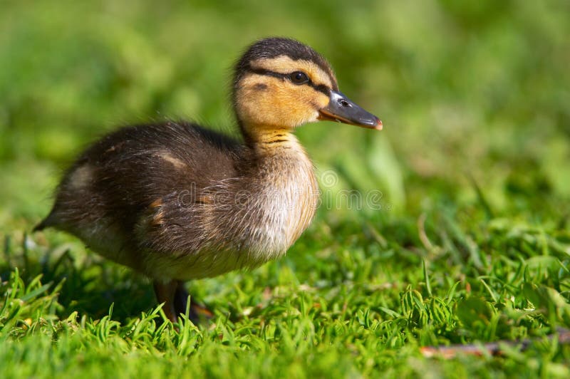 Baby duck 1. Baby duck 1