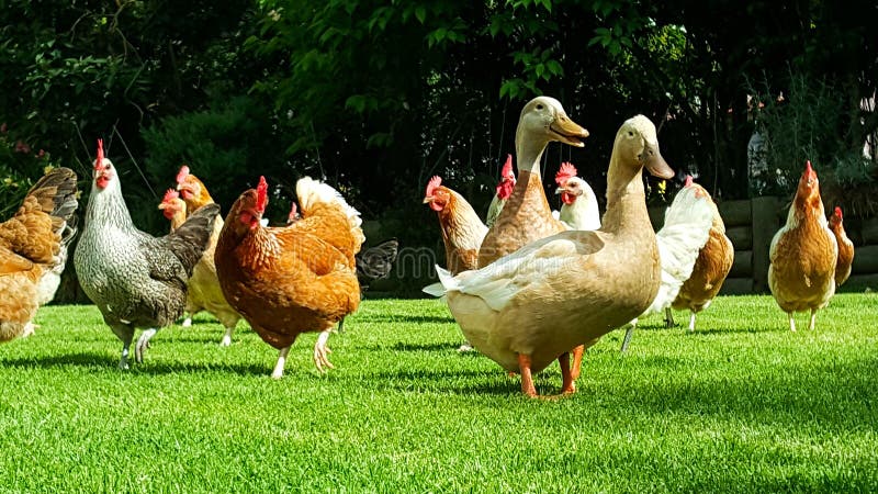Kaczki i kurczaki w ogródzie
