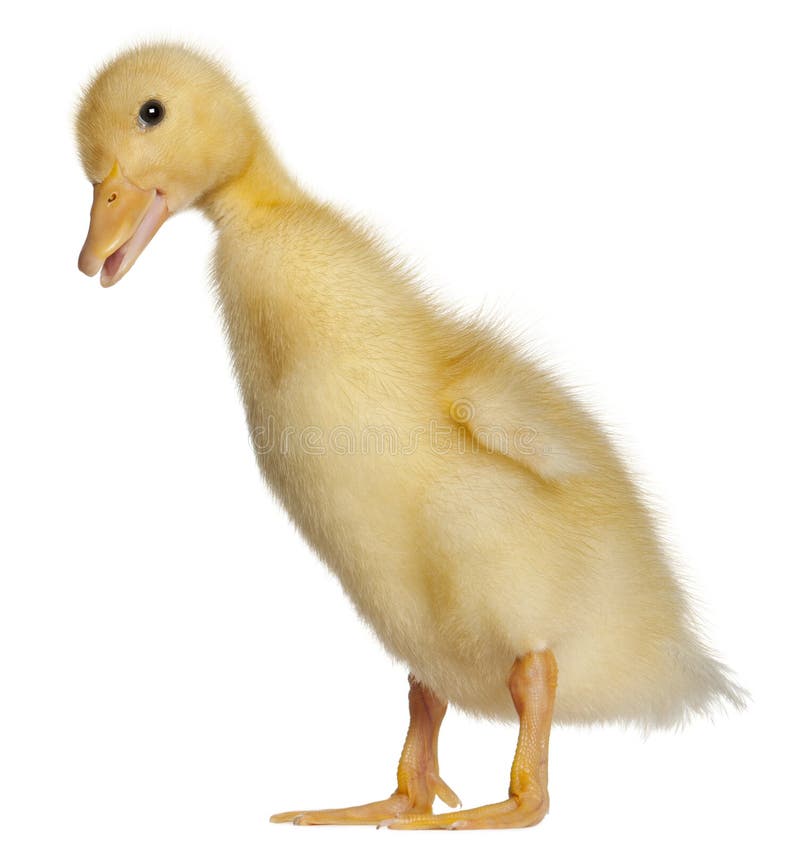 Duckling, 1 week old, standing in front of white background. Duckling, 1 week old, standing in front of white background
