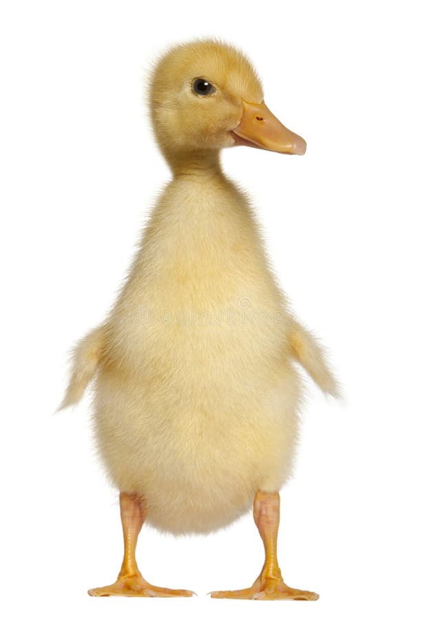 Duckling, 1 week old, standing in front of white background. Duckling, 1 week old, standing in front of white background