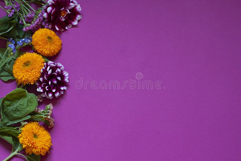 Kader van de herfst het seizoengebonden bloemen op de purpere achtergrond stock afbeelding Kader van de herfst het seizoengebonden bloemen op de purpere achtergrond stock afbeelding