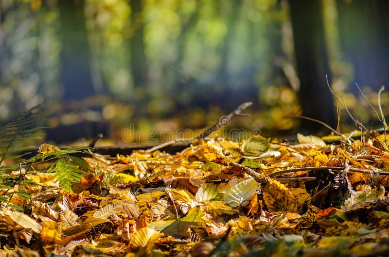 Kader van de herfstbladeren die op landschapsachtergrond vallen. kleverige bladeren in het park stock afbeeldingen Kader van de herfstbladeren die op landschapsachtergrond vallen. kleverige bladeren in het park stock afbeeldingen