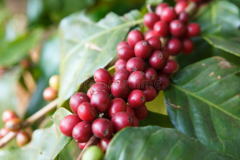 Kaffebönor som mognar på träd i nord av Thailand royaltyfri bild