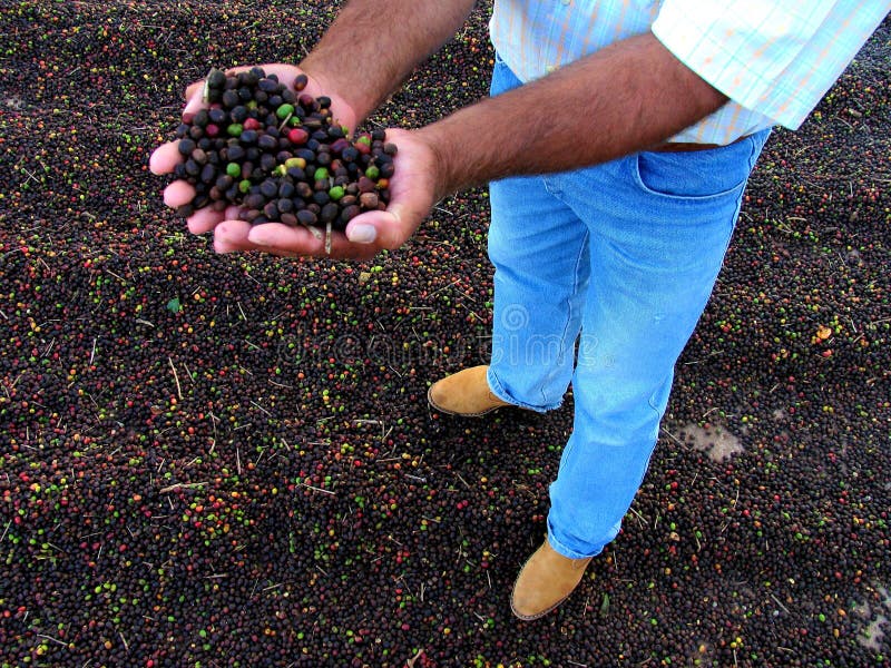 Hand-picked coffee beans are left to dry on concrete terraces as has been traditionally done in Brazil in the past 80 years. Hand-picked coffee beans are left to dry on concrete terraces as has been traditionally done in Brazil in the past 80 years.