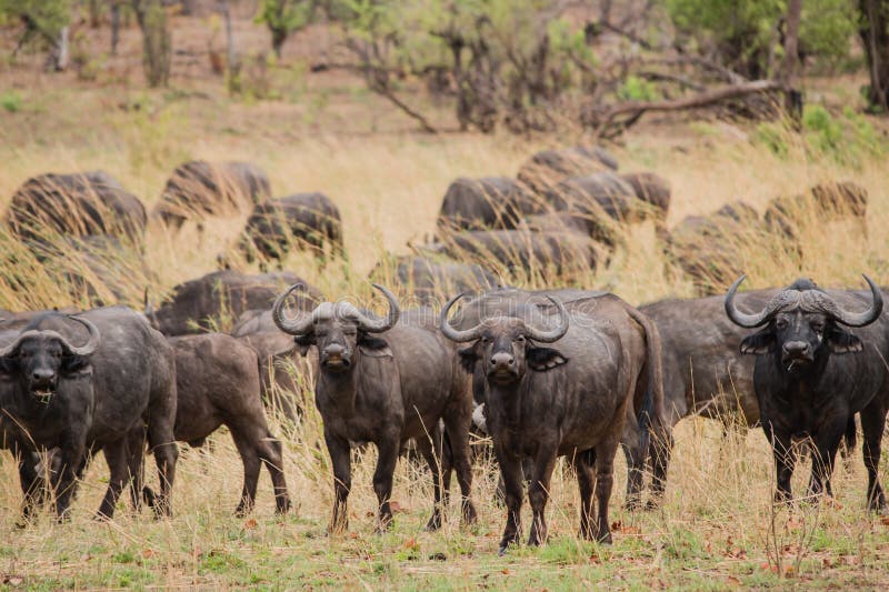 Kaffir Buffalo in the Savanna of in Zimbabwe South Africa Stock Photo ...