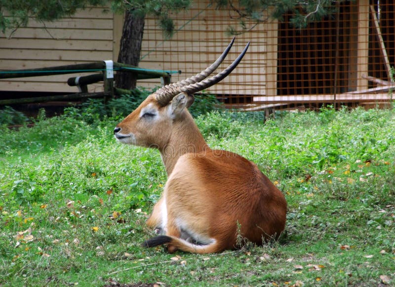 Banco de imagens : pradaria, animais selvagens, Cervo, mamífero, fauna,  corça, animal selvagem, Pastagem, vertebrado, Scheu, Gamo, mundo animal,  Fotografia da vida selvagem, gazela de cauda branca, Pronghorn, Animal da  floresta, Hinds