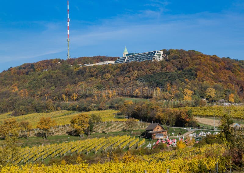 Kahlberg och vingårdar i Wien arkivfoto Kahlberg och vingårdar i Wien arkivfoto