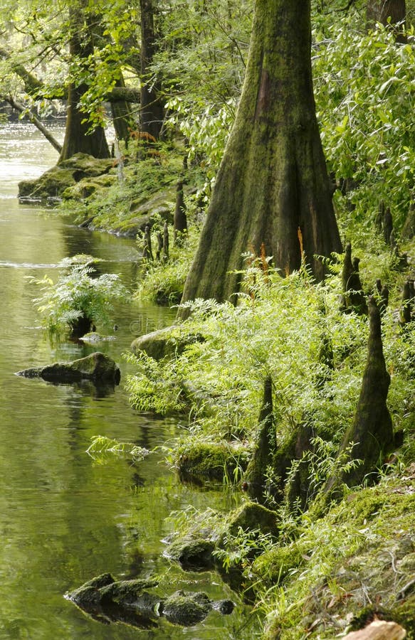 Bald Cypress trees on the banks of a river in the south. Bald Cypress trees on the banks of a river in the south