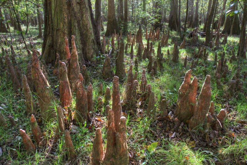 Bald Cypress Knees, Congaree National Park, South Carolina. Bald Cypress Knees, Congaree National Park, South Carolina