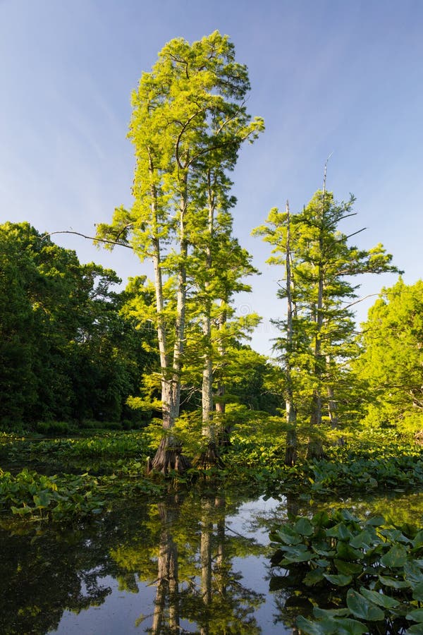 Kahle Zypresse am Reelfoot See lizenzfreies stockfoto Kahle Zypresse am Reelfoot See lizenzfreies stockfoto