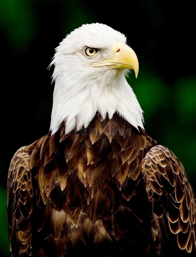 Portrait of a Bald Eagle. Portrait of a Bald Eagle