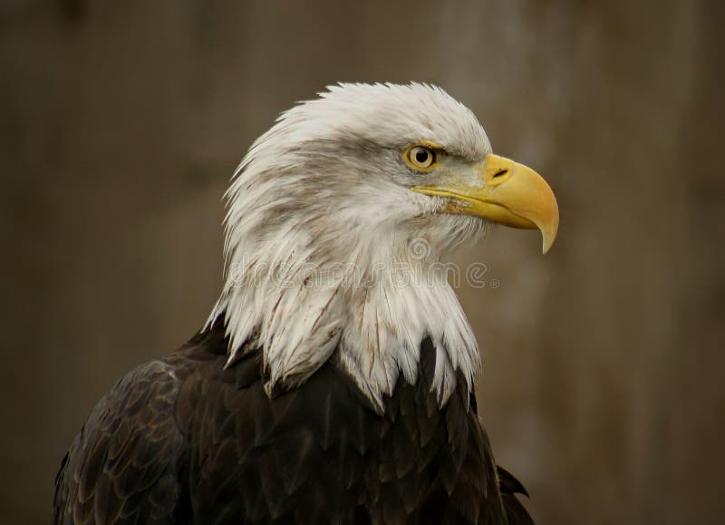 Portrait of a Bald Eagle. Portrait of a Bald Eagle