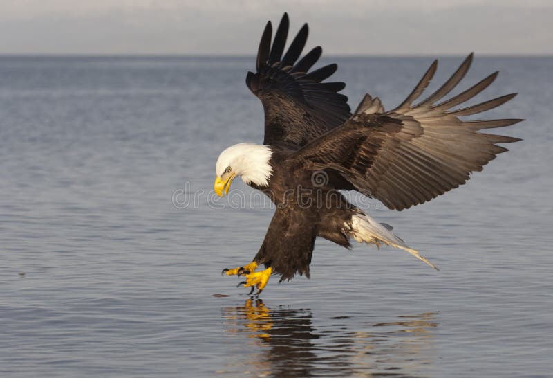 Bald Eagle catching fish in Alaska. Bald Eagle catching fish in Alaska