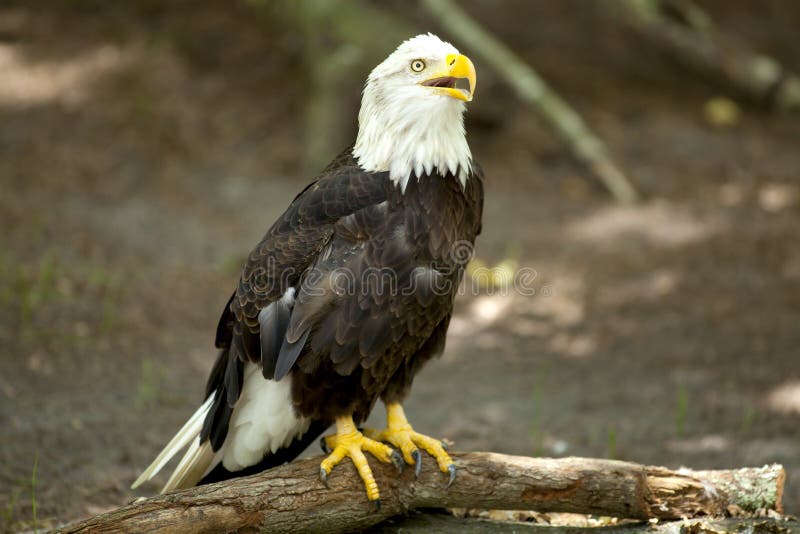 Bald eagle purched on a tree branch. Bald eagle purched on a tree branch