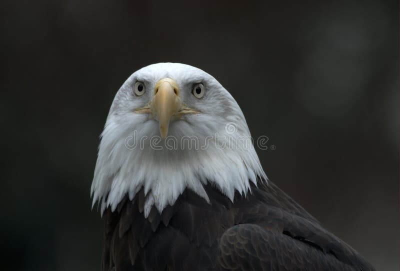 American Bald Eagle close up. American Bald Eagle close up