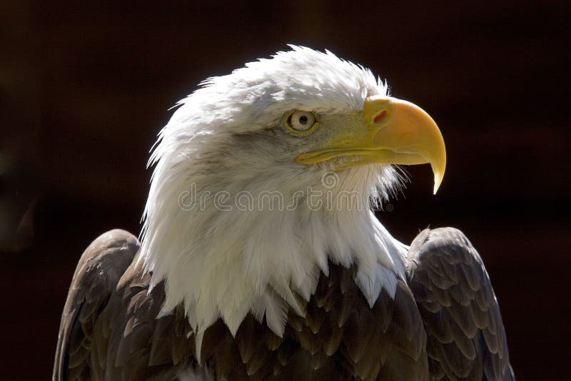 Close up of a Bald eagles head. Close up of a Bald eagles head