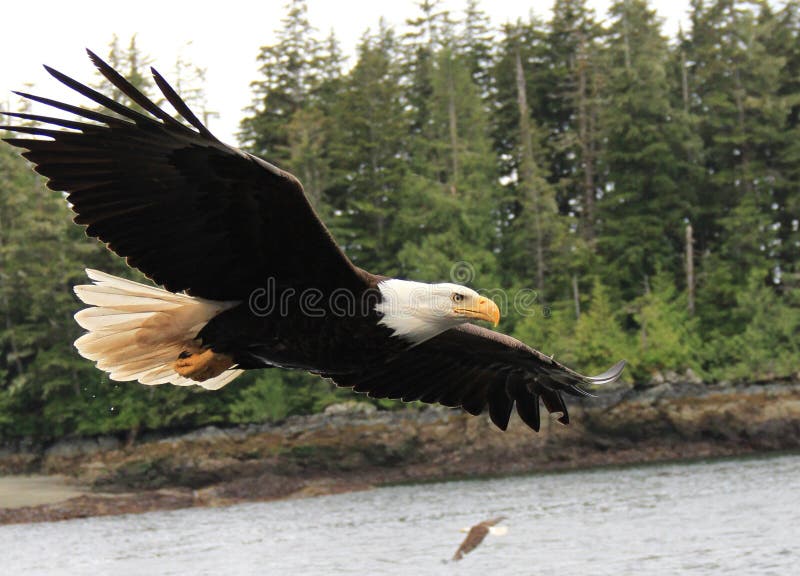 A bald eagle that flew close to our fishing boat in Alaska. A bald eagle that flew close to our fishing boat in Alaska.