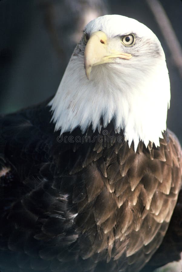 Bald Eagle gazing. Bald Eagle gazing