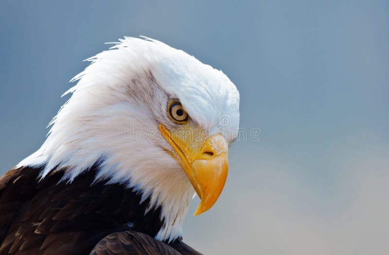 American bald eagle close portrait. American bald eagle close portrait