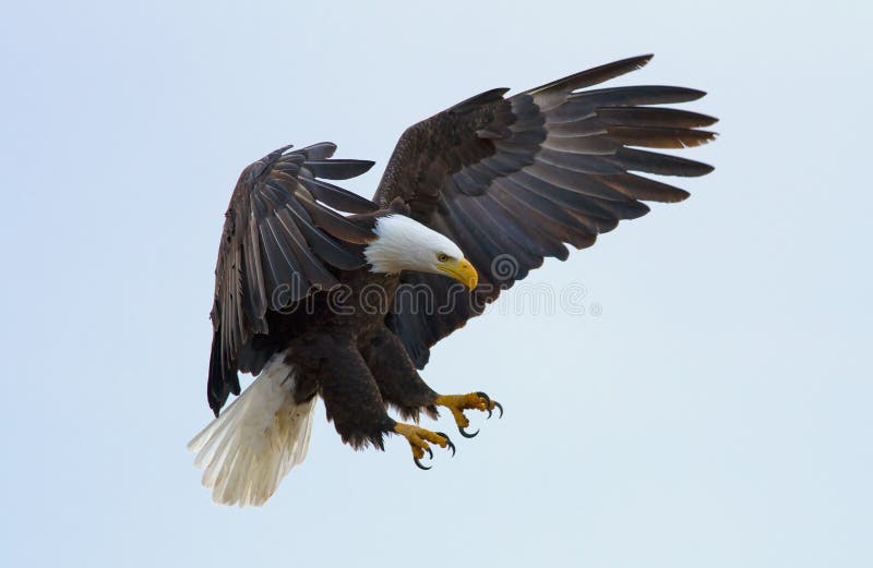 A bald eagle about to land. A bald eagle about to land