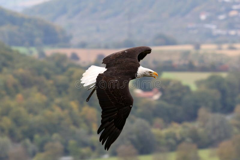 Wildlife bald eagle in fly. Wildlife bald eagle in fly