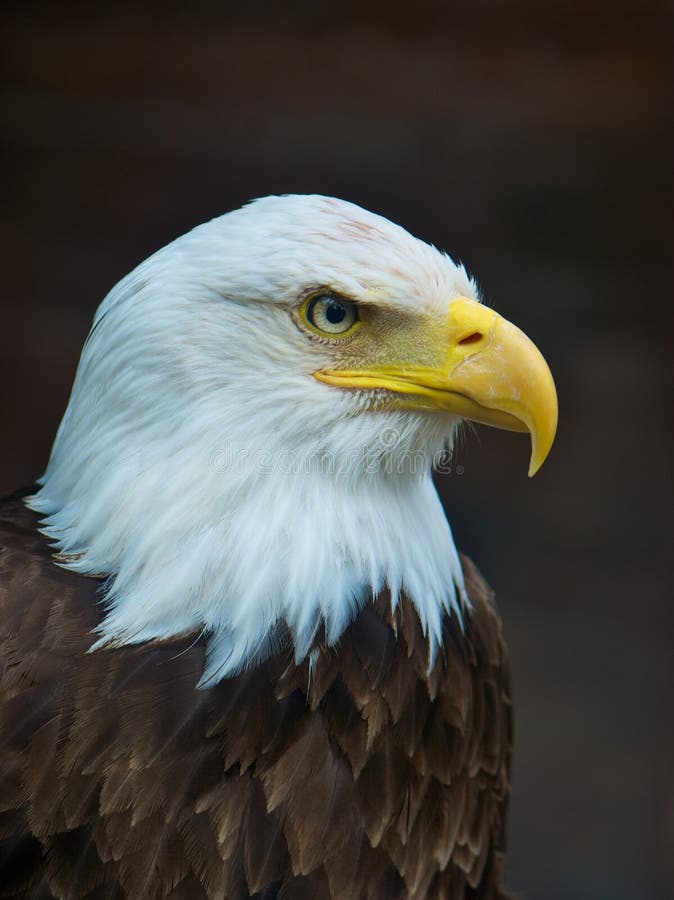 Portrait of a bald eagle (lat. haliaeetus leucocephalus). Portrait of a bald eagle (lat. haliaeetus leucocephalus)