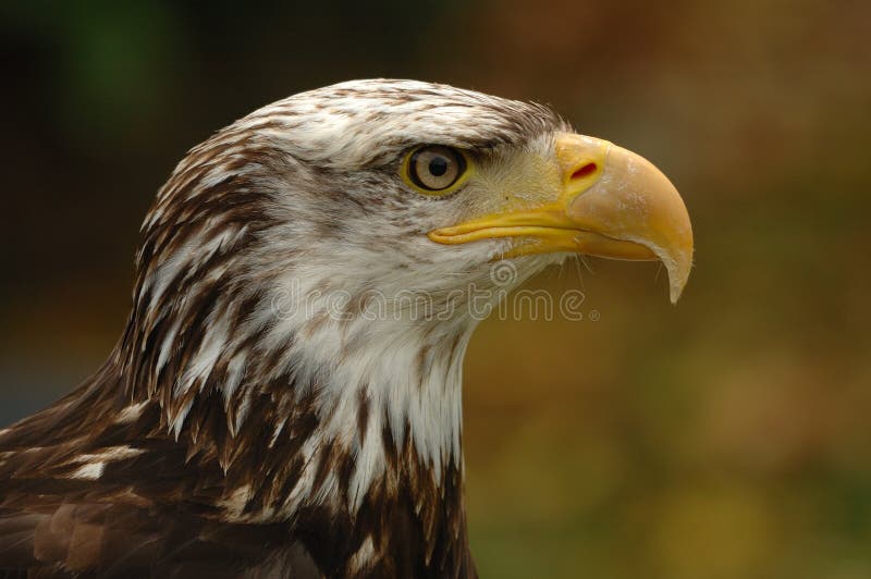 The Bald Eagle (Haliaeetus leucocephalus) is a bird of prey and the national bird and symbol of the United States of America. Mostly found in North America. The Bald Eagle (Haliaeetus leucocephalus) is a bird of prey and the national bird and symbol of the United States of America. Mostly found in North America