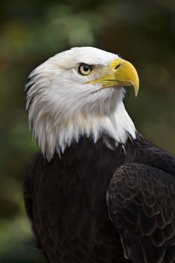 Bald Eagle (Haliaeetus leucocephalus) the United States national bird. Bald Eagle (Haliaeetus leucocephalus) the United States national bird