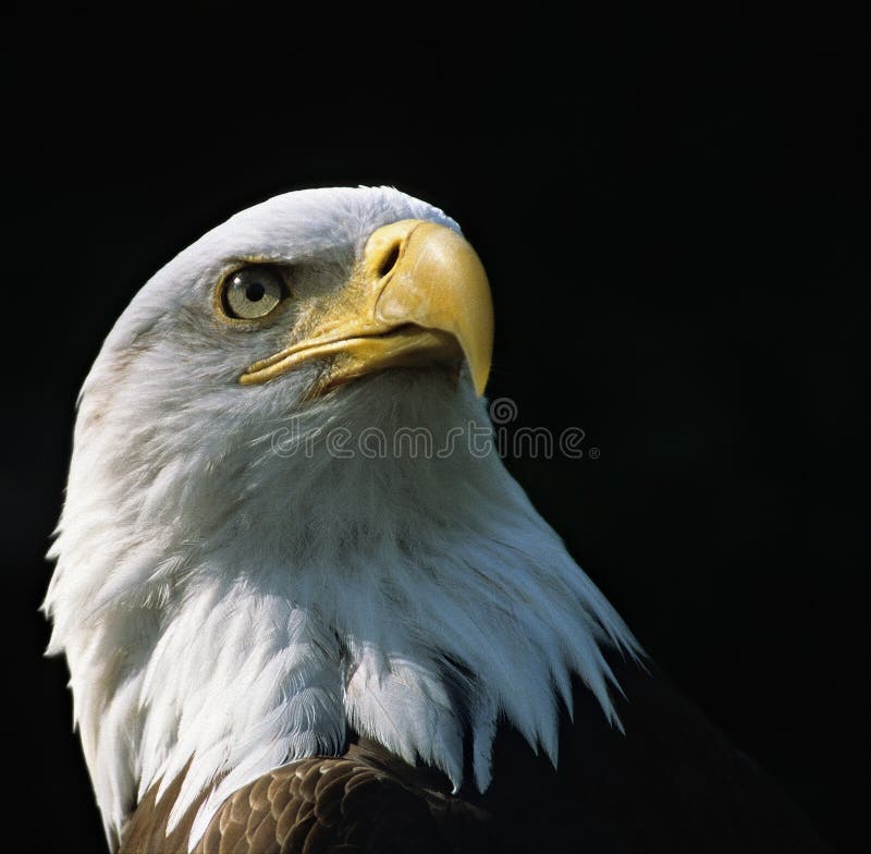 Bald Eagle (Haliaeetus leucocephalus). Bald Eagle (Haliaeetus leucocephalus)