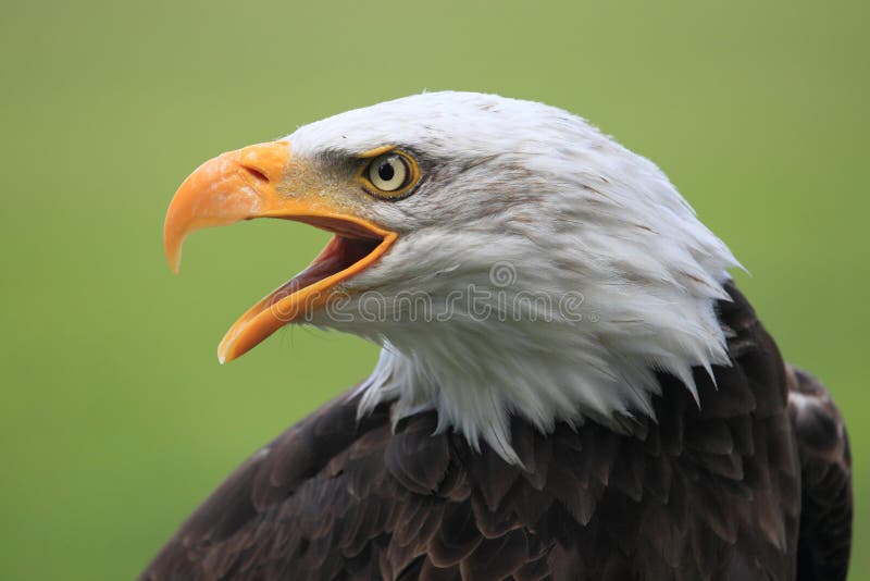 The detail of roaring bald eagle. The detail of roaring bald eagle.