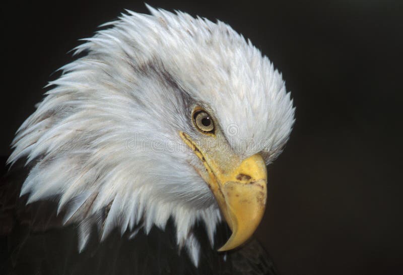 Bald Eagle (Haliaeetus leucocephalus). Bald Eagle (Haliaeetus leucocephalus)