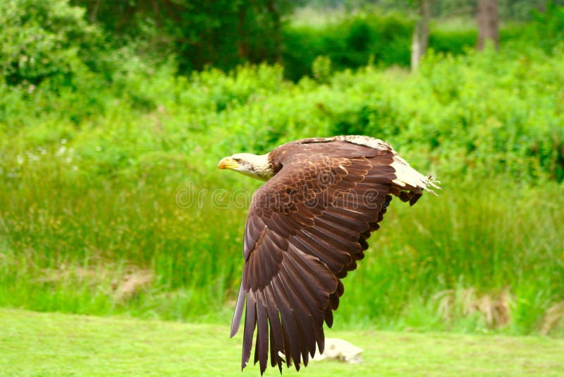 Beautiful Bald Eagle Spreading Its Impressive Wings. Beautiful Bald Eagle Spreading Its Impressive Wings