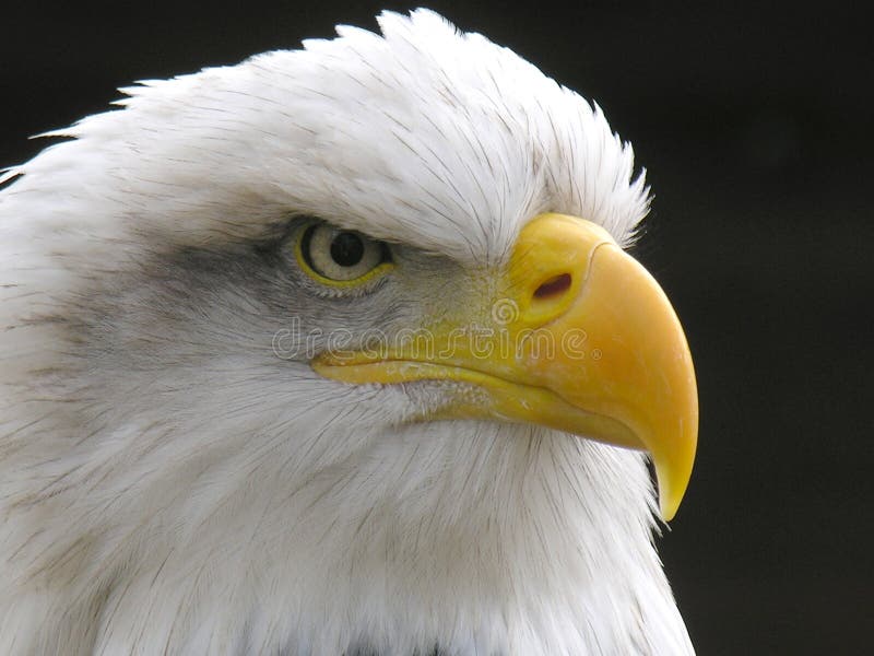 Close up of a Bald Eagle. Close up of a Bald Eagle