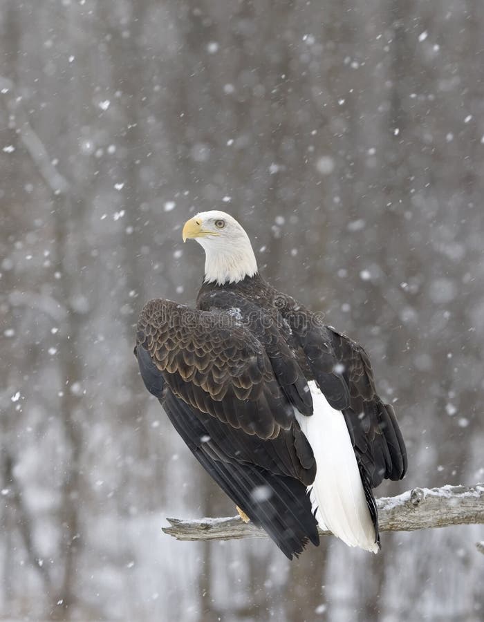 Bald eagle in snowfall. Photographed in Northern Minnesota. Bald eagle in snowfall. Photographed in Northern Minnesota