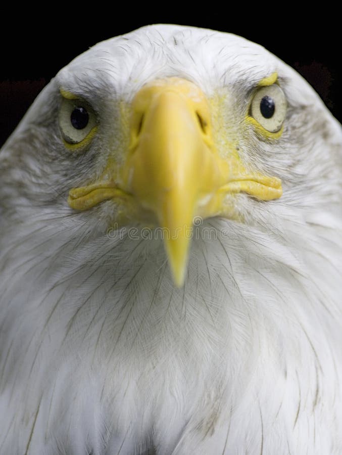 Portrait of a bald eagle. Portrait of a bald eagle