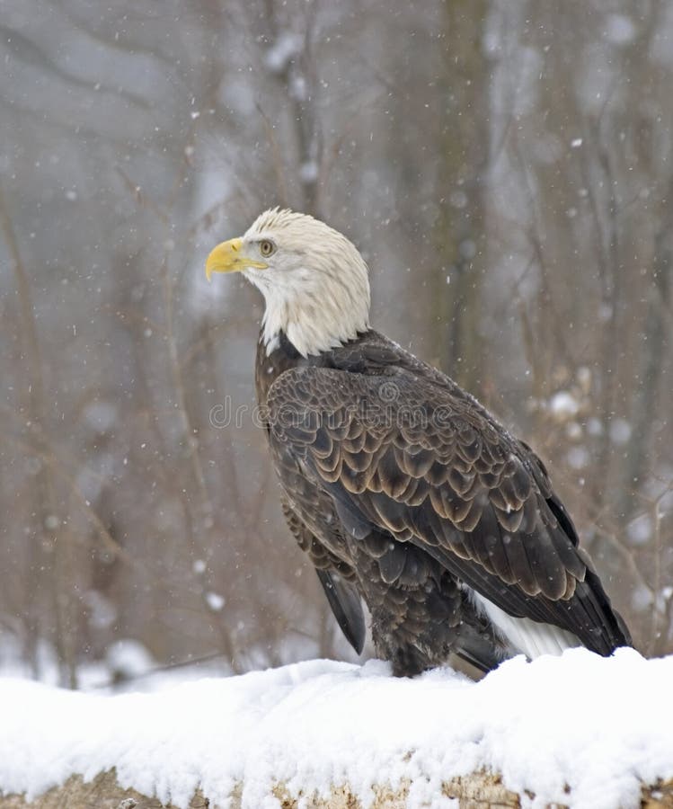 Bald eagle photographed during snowfall in Northern Minnesota. Bald eagle photographed during snowfall in Northern Minnesota