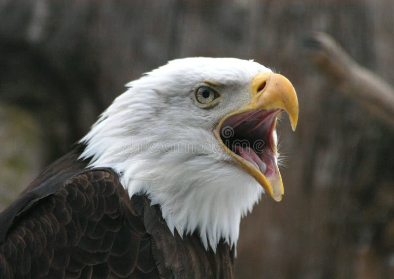 Bald eagle (Haliaeetus leucocephalus), the national emblem of the United States. Bald eagle (Haliaeetus leucocephalus), the national emblem of the United States.