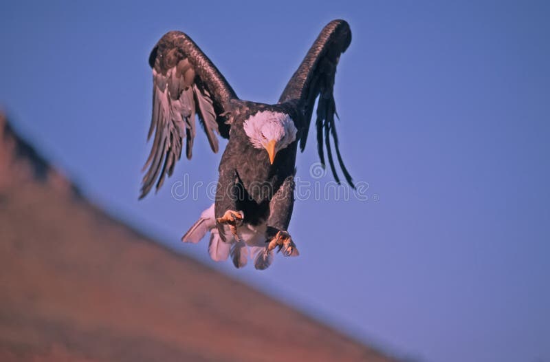 Bald eagle landing towards the camera. Bald eagle landing towards the camera