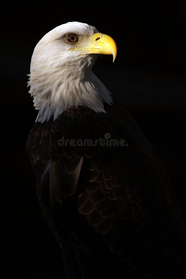 Closeup of a Bald Eagle isolated on black background. Closeup of a Bald Eagle isolated on black background.