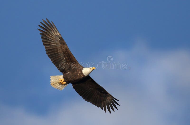 Bald Eagle Soaring with blue sky background. Bald Eagle Soaring with blue sky background