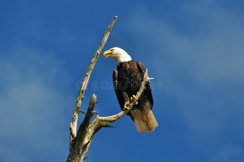 Mature bald eagle perched on dead tree. Mature bald eagle perched on dead tree.