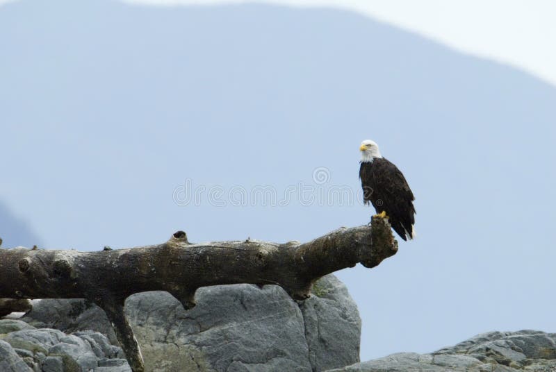 A beautiful bald eagle posed on his hunting lookout at the pacific coast of vancouver island. A beautiful bald eagle posed on his hunting lookout at the pacific coast of vancouver island.