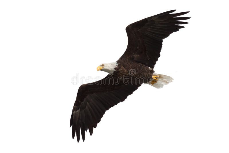 Spread wing bald eagle soars across the sky, white background. Spread wing bald eagle soars across the sky, white background